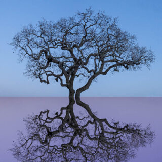los olivos tree, tree reflection, purple, blue